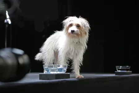 Hund Wasserkampagne Hund Wasserkampagne
