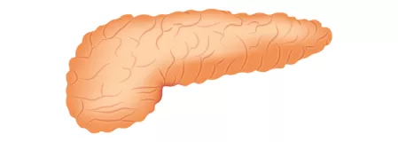 Bauchspeicheldrüse Bauchspeicheldrüse