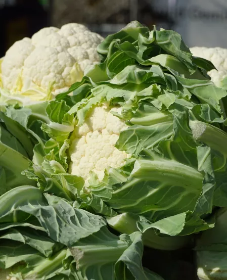 Blumenkohl