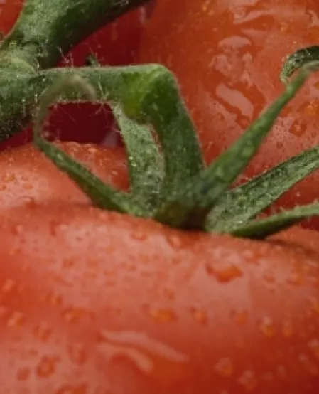 Tomaten Tomaten