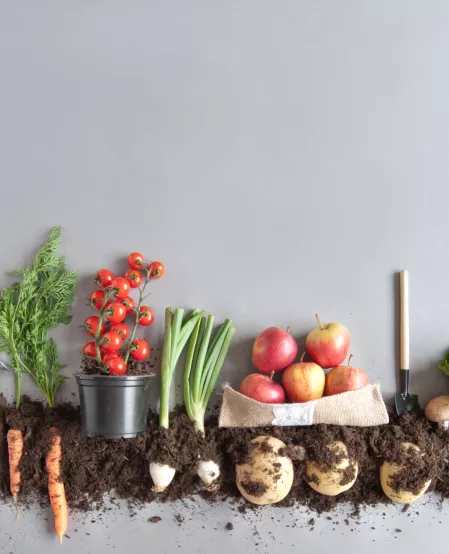 Bio Obst und Gemüse Bio Obst und Gemüse