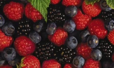 Verschiedene rote Beeren_ Hero-Bild kurz Verschiedene rote Beeren_ Hero-Bild kurz