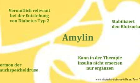 Amylin Schaubild