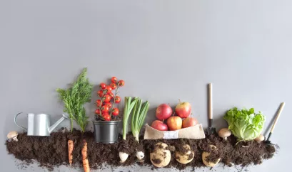 Bio Obst und Gemüse