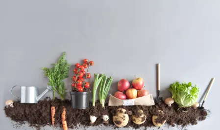 Bio Obst und Gemüse